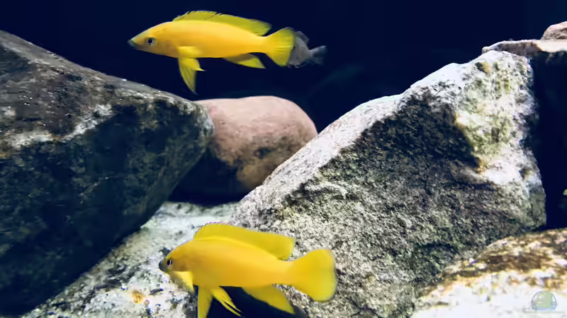 Besatz im Aquarium Tanganjika Raumteiler //1 von Callespeed (27)