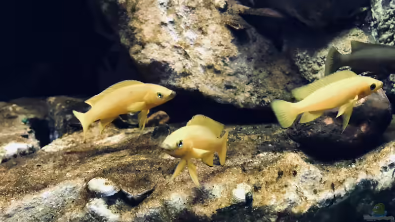 Besatz im Aquarium Tanganjika Raumteiler //1 von Callespeed (28)