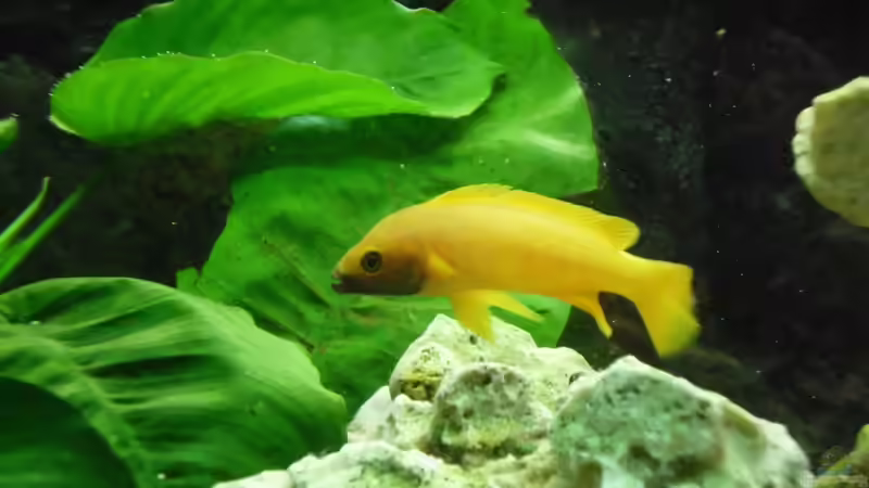 Besatz im Aquarium Tanganjika-sofapirat von sofapirat (10)