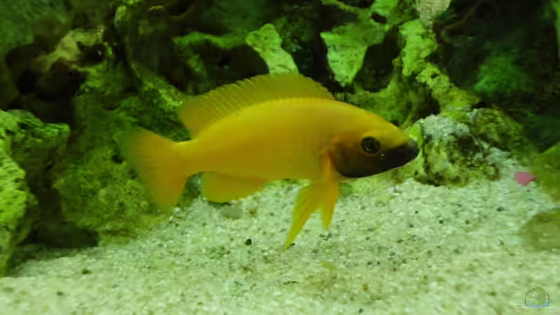 Besatz im Aquarium Tanganjika-sofapirat von sofapirat (11)