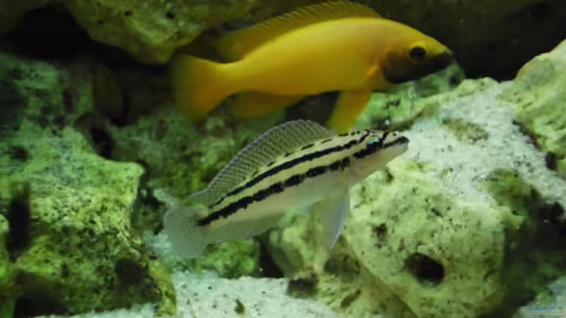 Besatz im Aquarium Tanganjika-sofapirat von sofapirat (12)