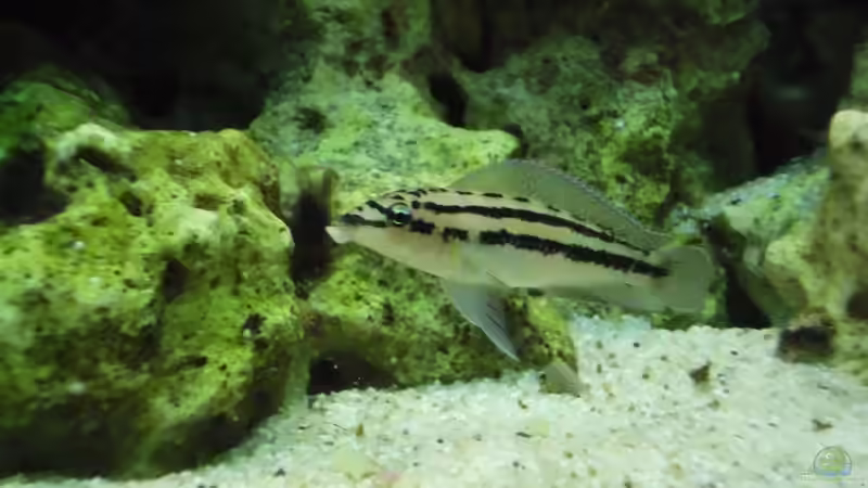 Besatz im Aquarium Tanganjika-sofapirat von sofapirat (13)