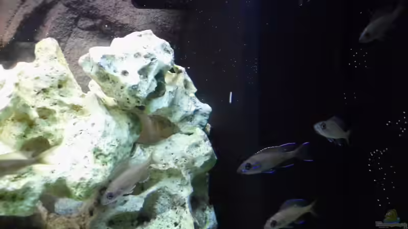 Besatz im Aquarium Tanganjika-sofapirat von sofapirat (15)