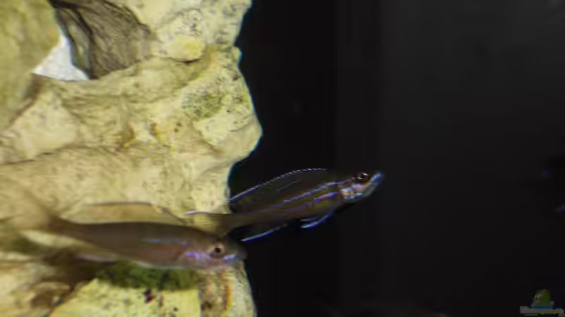 Besatz im Aquarium Tanganjika-sofapirat von sofapirat (16)