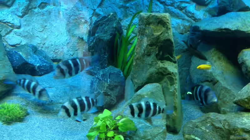 Besatz im Aquarium Tanganjika Tümpel in NRW von Dirk Brunnenkamp (15)