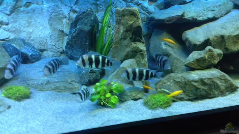 Besatz im Aquarium Tanganjika Tümpel in NRW von Dirk Brunnenkamp (16)