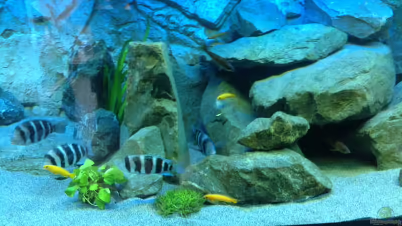 Besatz im Aquarium Tanganjika Tümpel in NRW von Dirk Brunnenkamp (17)