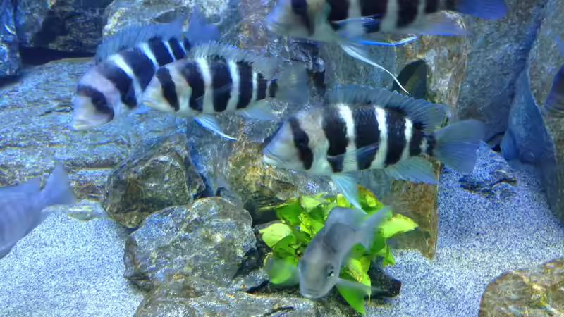 Besatz im Aquarium Tanganjika Tümpel in NRW von Dirk Brunnenkamp (18)