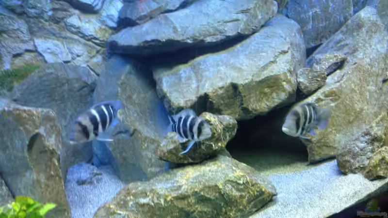 Besatz im Aquarium Tanganjika Tümpel in NRW von Dirk Brunnenkamp (19)