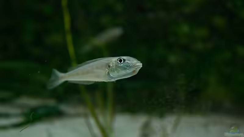 Besatz im Aquarium Tanganjika Übergangszone - Nur Noch als Beispiel von Julien Preuß (24)