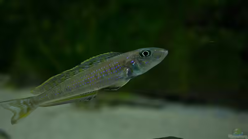 Besatz im Aquarium Tanganjika Übergangszone - Nur Noch als Beispiel von Julien Preuß (25)