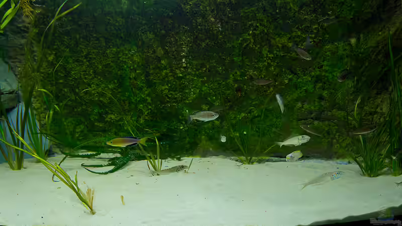 Besatz im Aquarium Tanganjika Übergangszone - Nur Noch als Beispiel von Julien Preuß (26)