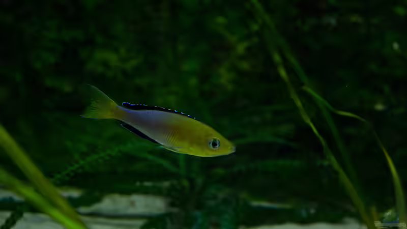 Besatz im Aquarium Tanganjika Übergangszone - Nur Noch als Beispiel von Julien Preuß (29)