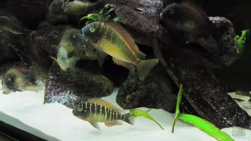 Besatz im Aquarium Tanganjika von mr. burns (4)