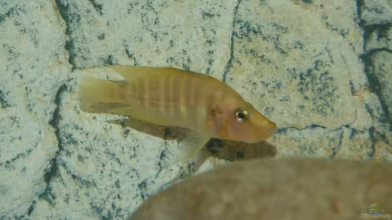 Besatz im Aquarium Tanganjika von Rheinfelder (4)