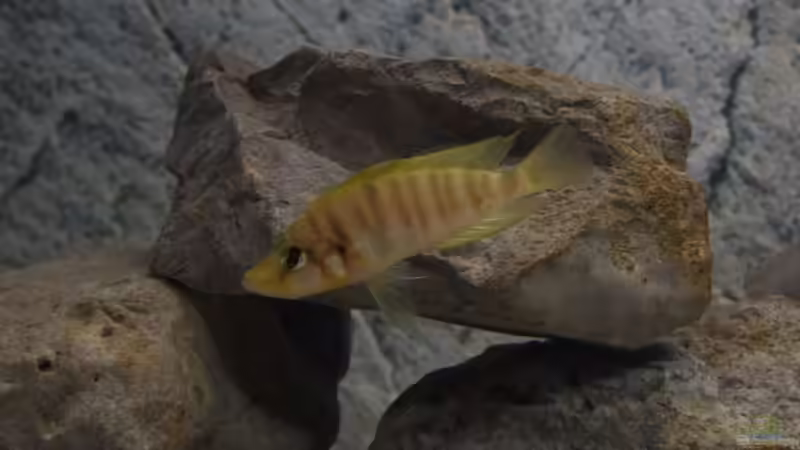 Besatz im Aquarium Tanganjika von Rheinfelder (5)