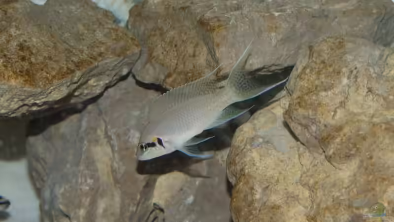 Besatz im Aquarium Tanganjika von Rheinfelder (6)