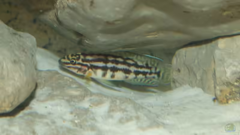 Besatz im Aquarium Tanganjika von Rheinfelder (7)