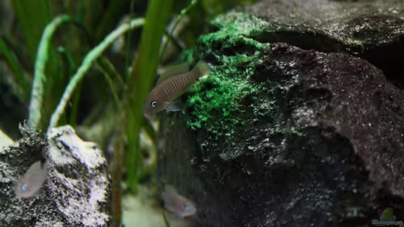 Besatz im Aquarium Tanganjika von Thimo Schneider (14)