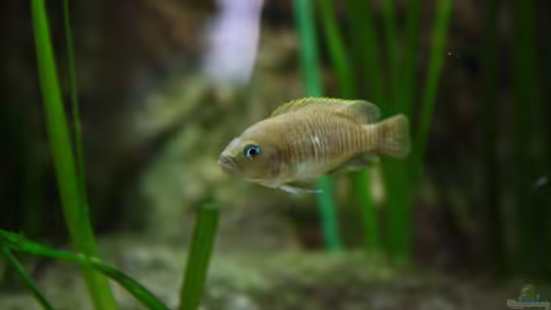 Besatz im Aquarium Tanganjika von Thimo Schneider (15)