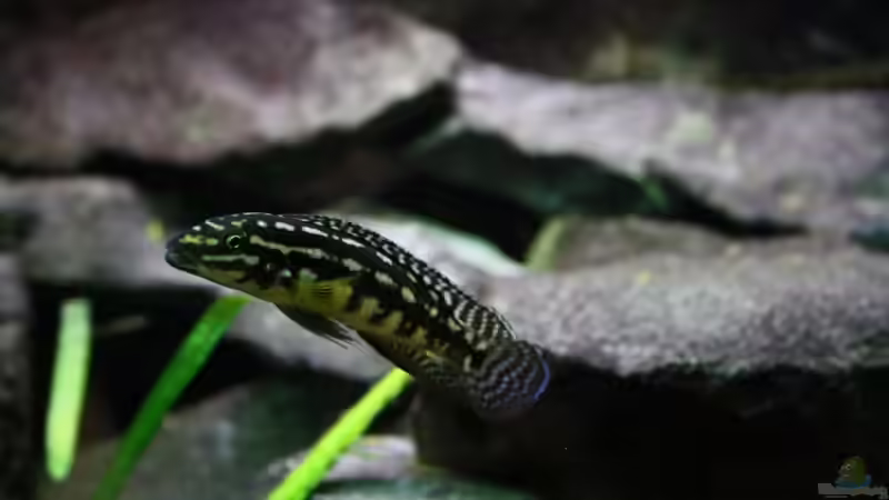 Besatz im Aquarium Tanganjika von Thimo Schneider (17)