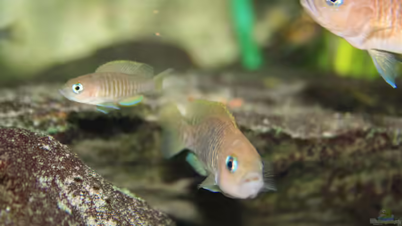 Besatz im Aquarium Tanganjika von Thimo Schneider (20)