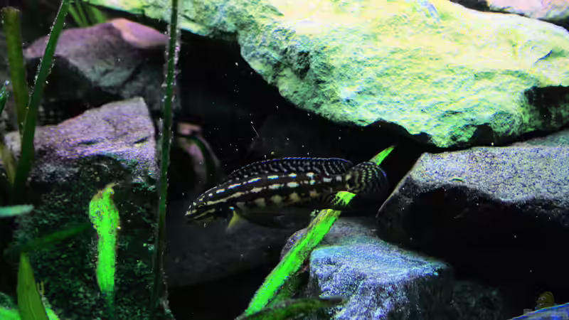 Besatz im Aquarium Tanganjika von Thimo Schneider (21)