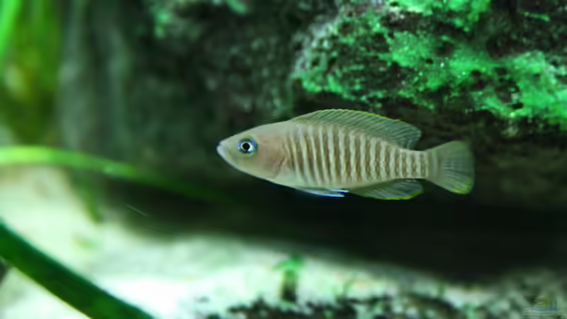 Besatz im Aquarium Tanganjika von Thimo Schneider (22)