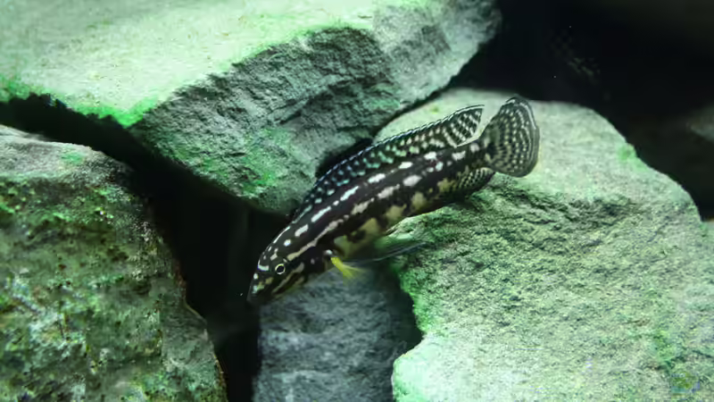 Besatz im Aquarium Tanganjika von Thimo Schneider (23)