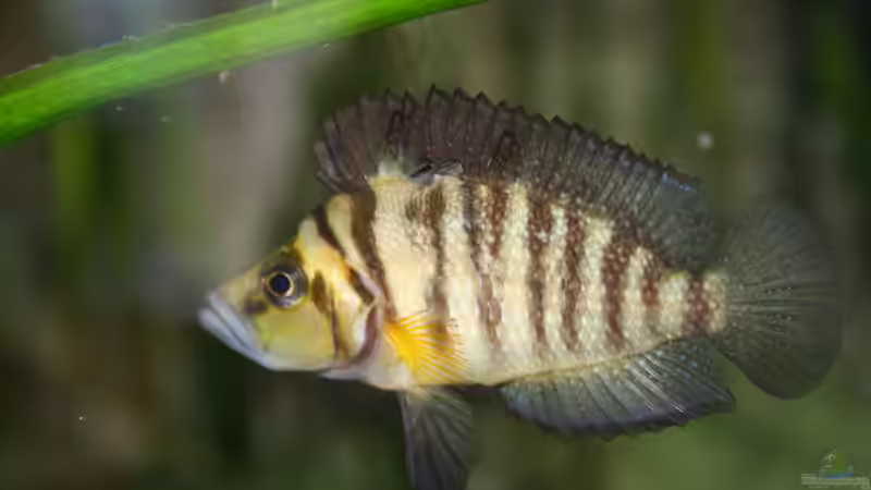 Besatz im Aquarium Tanganjika von Thimo Schneider (25)