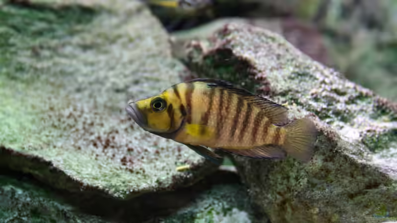 Besatz im Aquarium Tanganjika von Thimo Schneider (26)