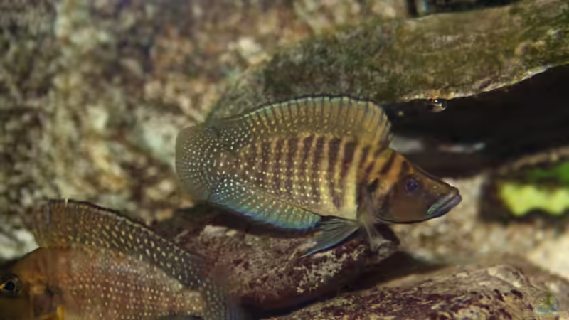 Besatz im Aquarium Tanganjika von Thimo Schneider (27)