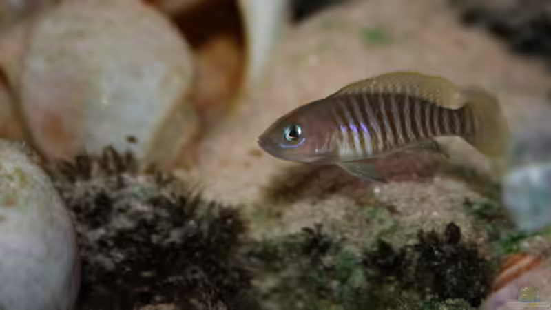 Besatz im Aquarium Tanganjika von Thimo Schneider (28)