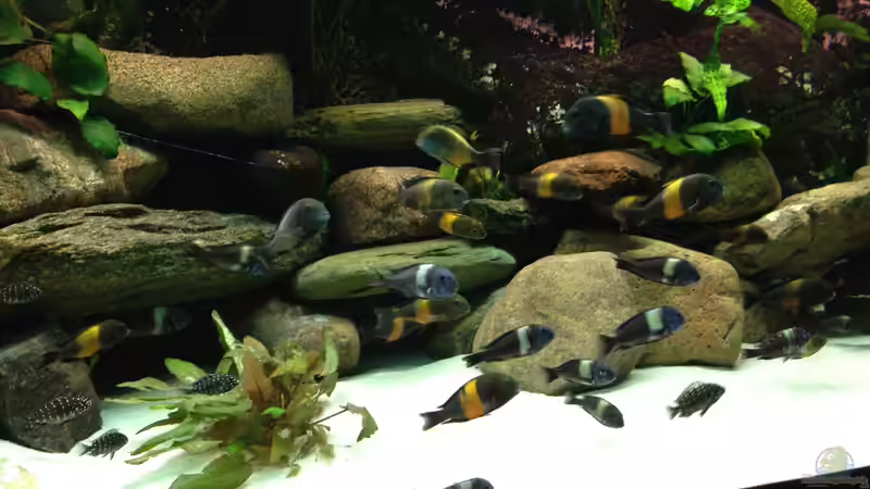 Besatz im Aquarium Tanganjika zu Hause von Thomas Nohr (10)