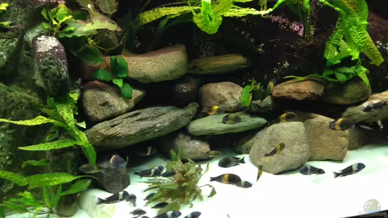 Besatz im Aquarium Tanganjika zu Hause von Thomas Nohr (11)