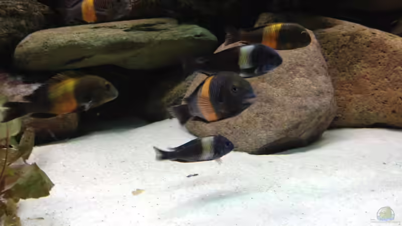 Besatz im Aquarium Tanganjika zu Hause von Thomas Nohr (9)