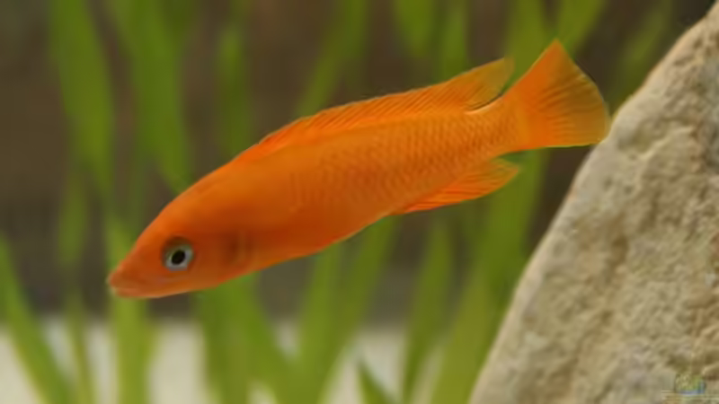 Besatz im Aquarium Tanganjikabecken (nur noch als Beispiel von AquaElvis (17)