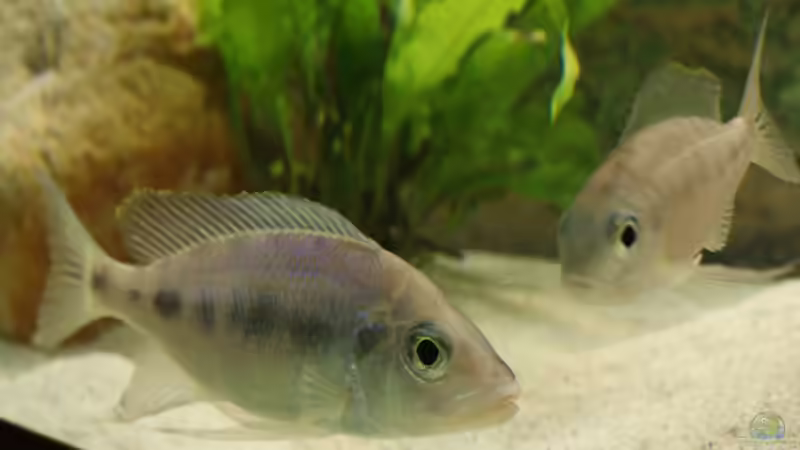 Besatz im Aquarium Tanganjikabecken (nur noch als Beispiel von AquaElvis (18)