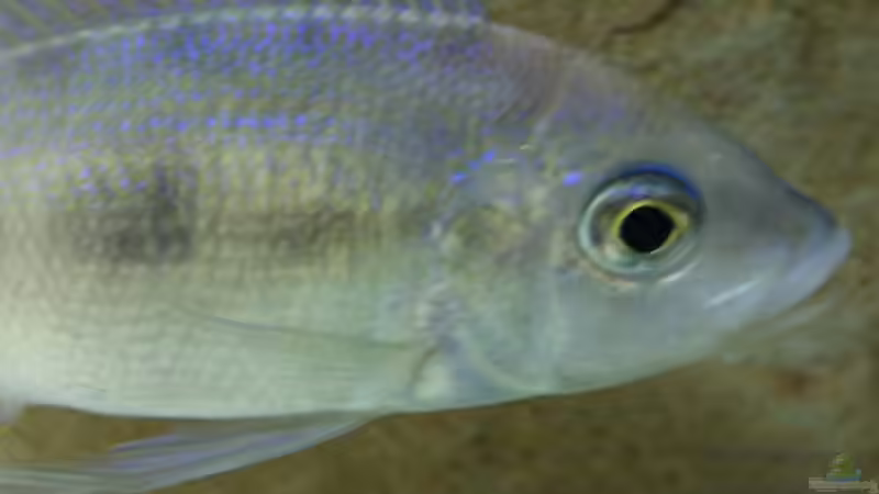 Besatz im Aquarium Tanganjikabecken (nur noch als Beispiel von AquaElvis (19)