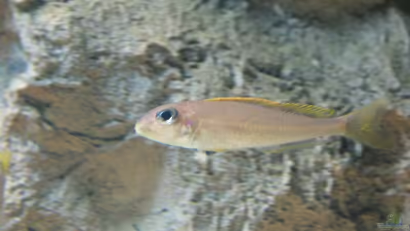 Besatz im Aquarium Tanganjikabecken (nur noch als Beispiel von AquaElvis (8)