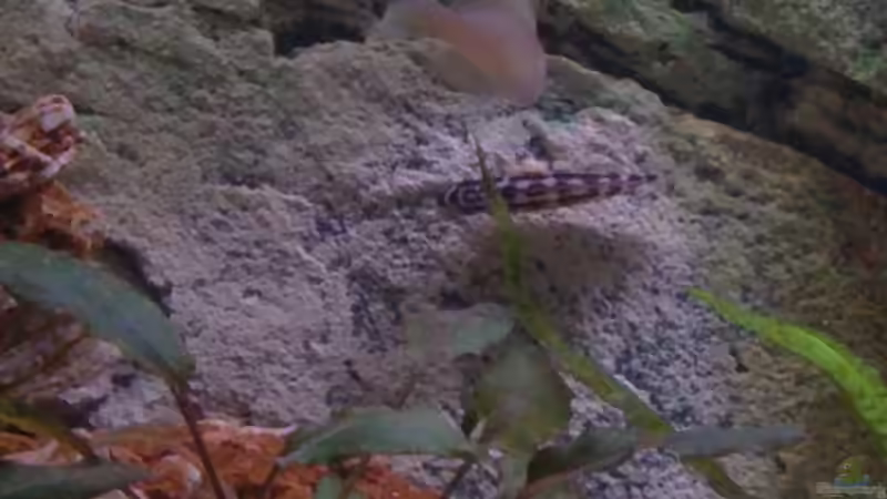 Besatz im Aquarium Tanganjikabecken von Capitan Hook (22)