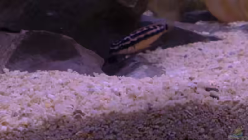 Besatz im Aquarium Tanganjikabecken von Capitan Hook (25)