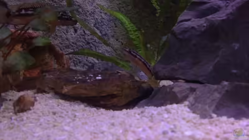 Besatz im Aquarium Tanganjikabecken von Capitan Hook (26)