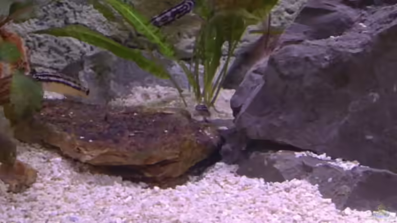 Besatz im Aquarium Tanganjikabecken von Capitan Hook (28)