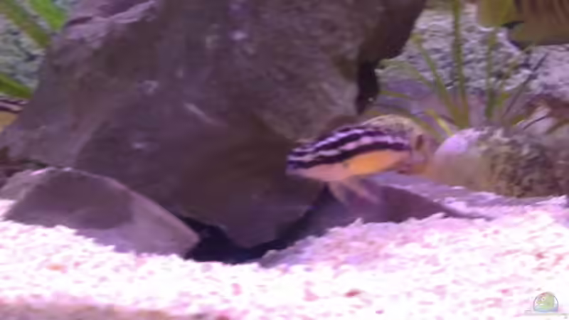 Besatz im Aquarium Tanganjikabecken von Capitan Hook (29)