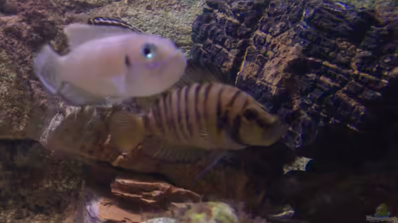 Besatz im Aquarium Tanganjikabecken von Capitan Hook (30)