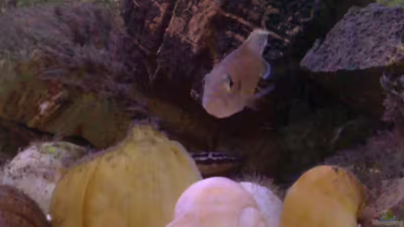 Besatz im Aquarium Tanganjikabecken von Capitan Hook (32)