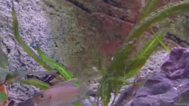 Besatz im Aquarium Tanganjikabecken von Capitan Hook (36)