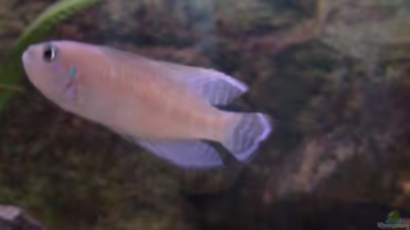 Besatz im Aquarium Tanganjikabecken von Capitan Hook (39)