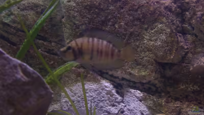 Besatz im Aquarium Tanganjikabecken von Capitan Hook (40)